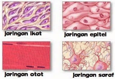 Detail Contoh Jaringan Dasar Nomer 35