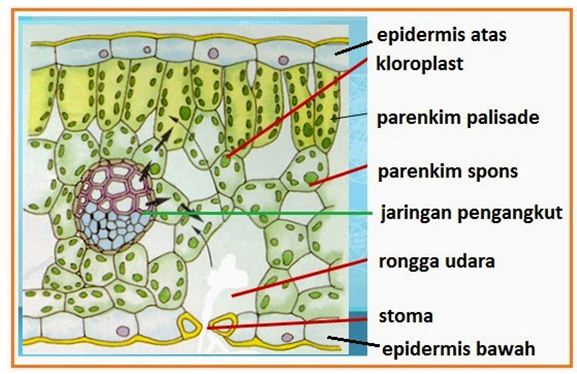 Detail Contoh Jaringan Dewasa Nomer 2