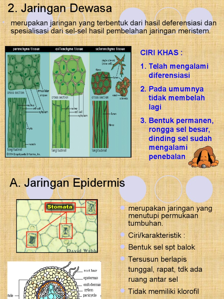 Detail Contoh Jaringan Dewasa Nomer 13