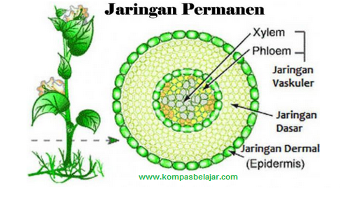 Detail Contoh Jaringan Dewasa Nomer 3