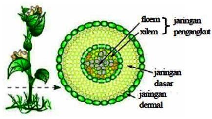 Detail Contoh Jaringan Dewasa Nomer 19