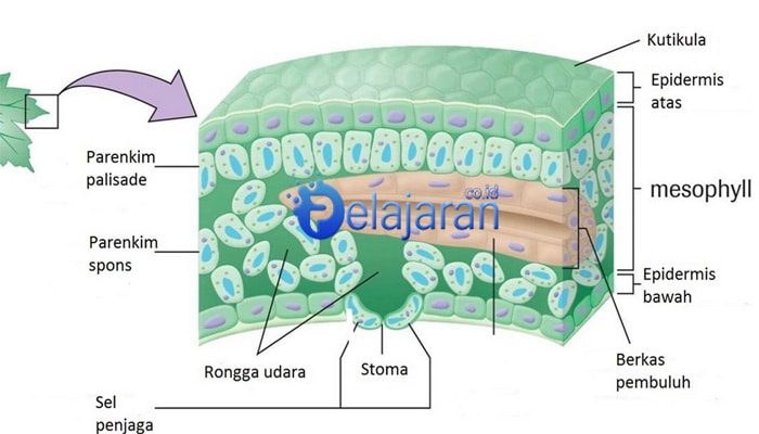 Detail Contoh Jaringan Dewasa Nomer 22