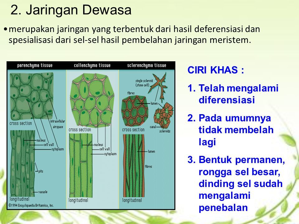 Detail Contoh Jaringan Dewasa Nomer 23