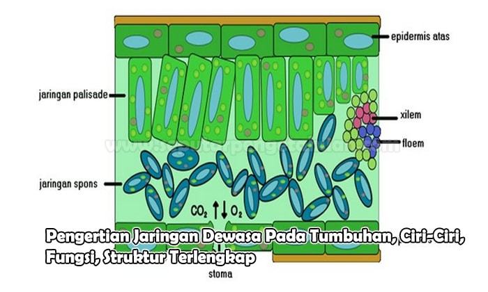 Detail Contoh Jaringan Dewasa Nomer 4