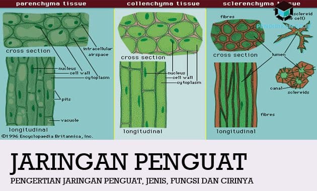 Detail Contoh Jaringan Dewasa Nomer 27