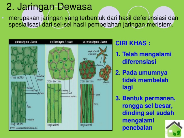 Detail Contoh Jaringan Dewasa Nomer 34