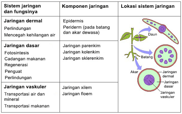 Detail Contoh Jaringan Dewasa Nomer 35