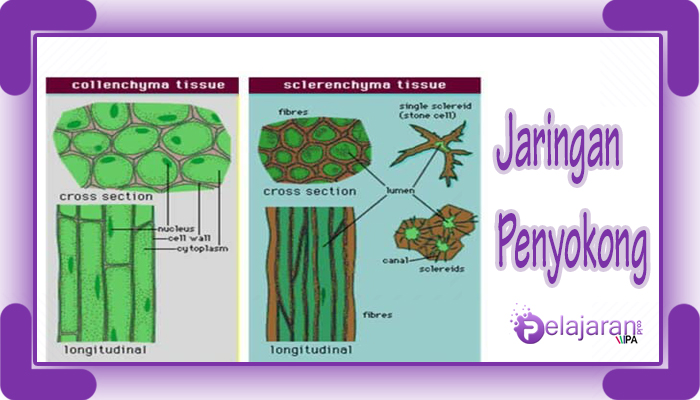 Detail Contoh Jaringan Dewasa Nomer 41