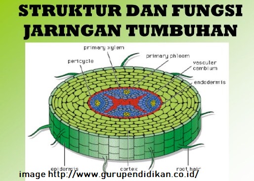 Detail Contoh Jaringan Dewasa Nomer 42