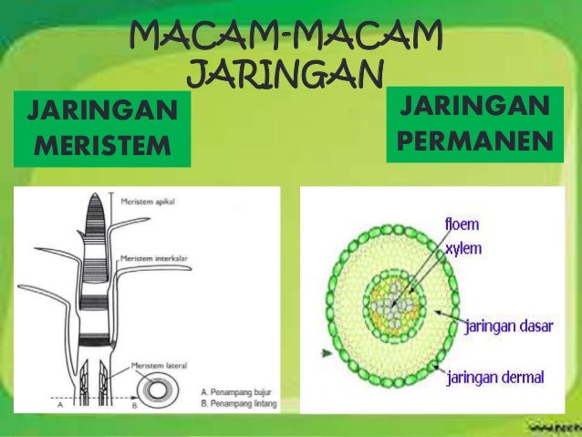 Detail Contoh Jaringan Dewasa Nomer 50