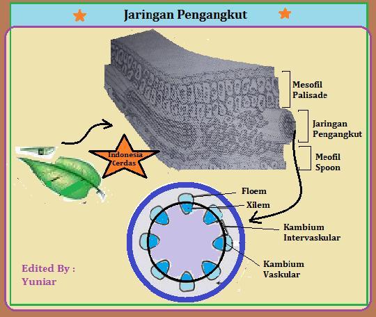 Detail Contoh Jaringan Dewasa Nomer 52