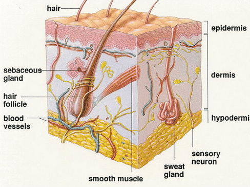 Detail Contoh Jaringan Epidermis Nomer 17