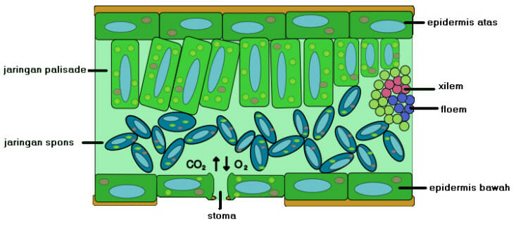 Detail Contoh Jaringan Epidermis Nomer 3