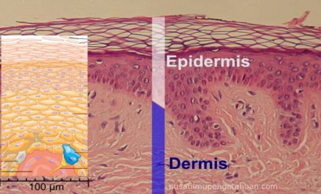 Detail Contoh Jaringan Epidermis Nomer 31