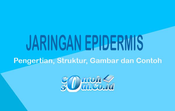 Detail Contoh Jaringan Epidermis Nomer 34