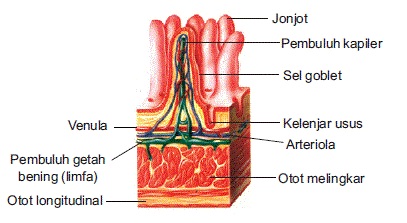 Detail Contoh Jaringan Ikat Nomer 55