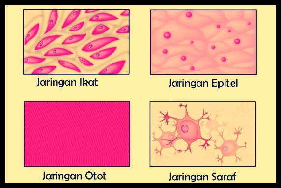 Detail Contoh Jaringan Ikat Nomer 57