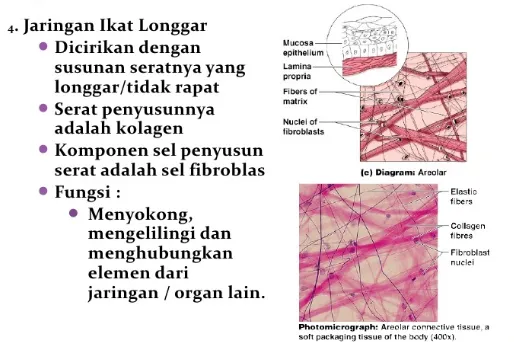Detail Contoh Jaringan Ikat Longgar Nomer 31