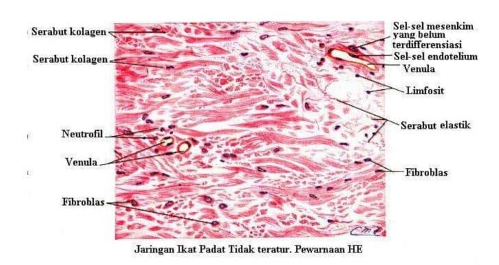 Detail Contoh Jaringan Ikat Pada Hewan Nomer 52