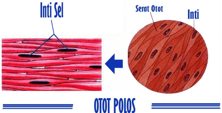 Detail Contoh Jaringan Otot Nomer 16