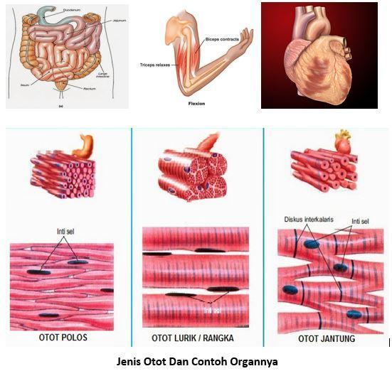 Detail Contoh Jaringan Otot Nomer 18