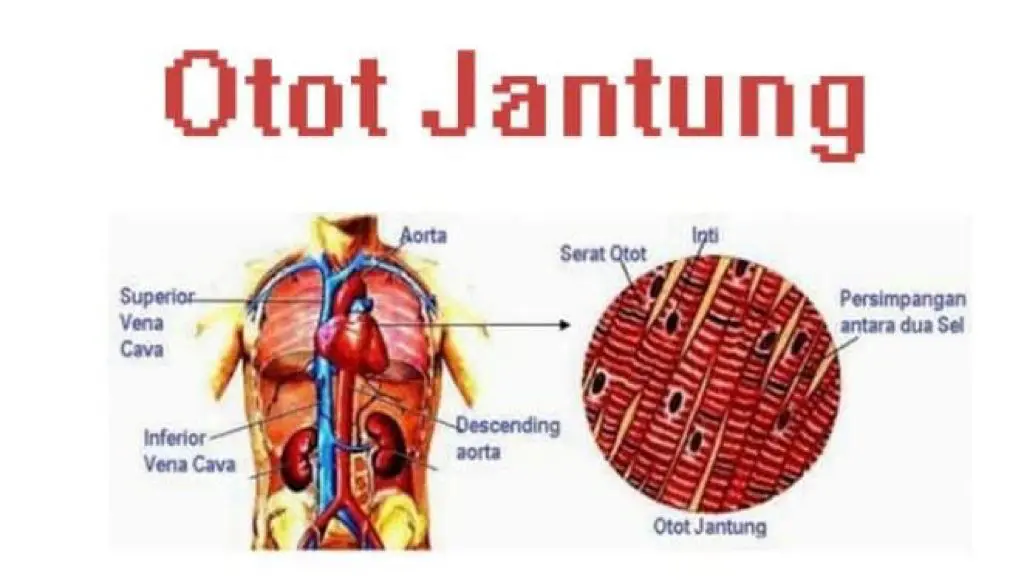 Detail Contoh Jaringan Otot Nomer 23