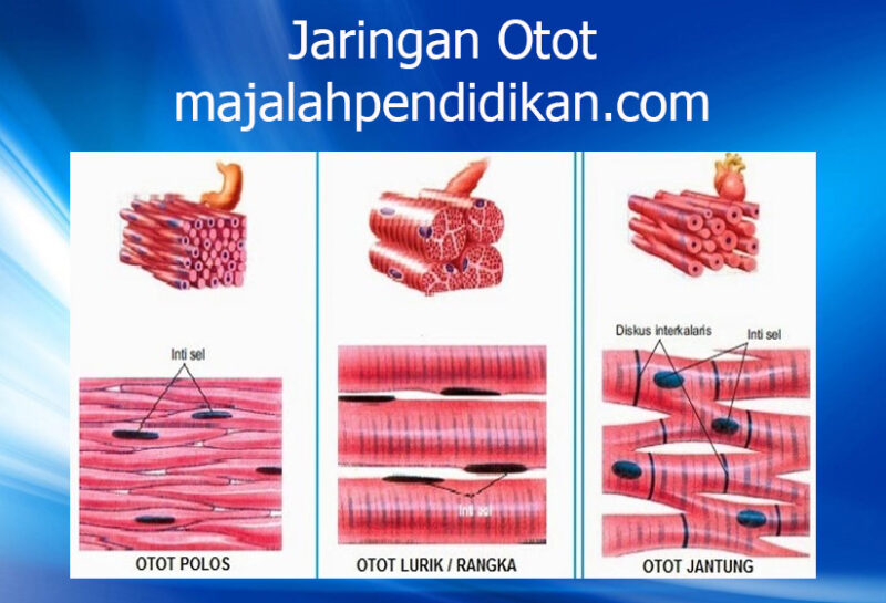 Detail Contoh Jaringan Otot Nomer 4