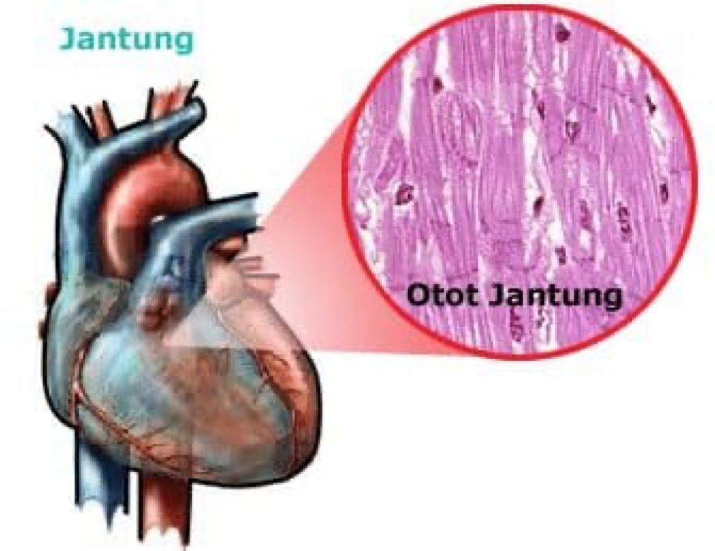 Detail Contoh Jaringan Otot Nomer 39