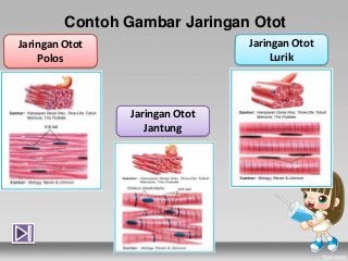 Detail Contoh Jaringan Otot Nomer 5