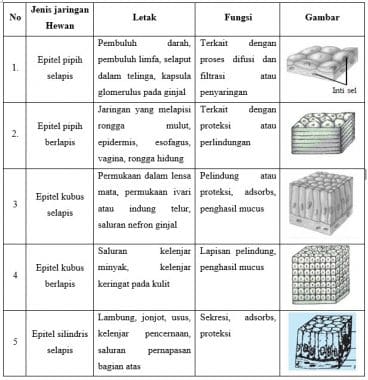 Detail Contoh Jaringan Otot Nomer 40