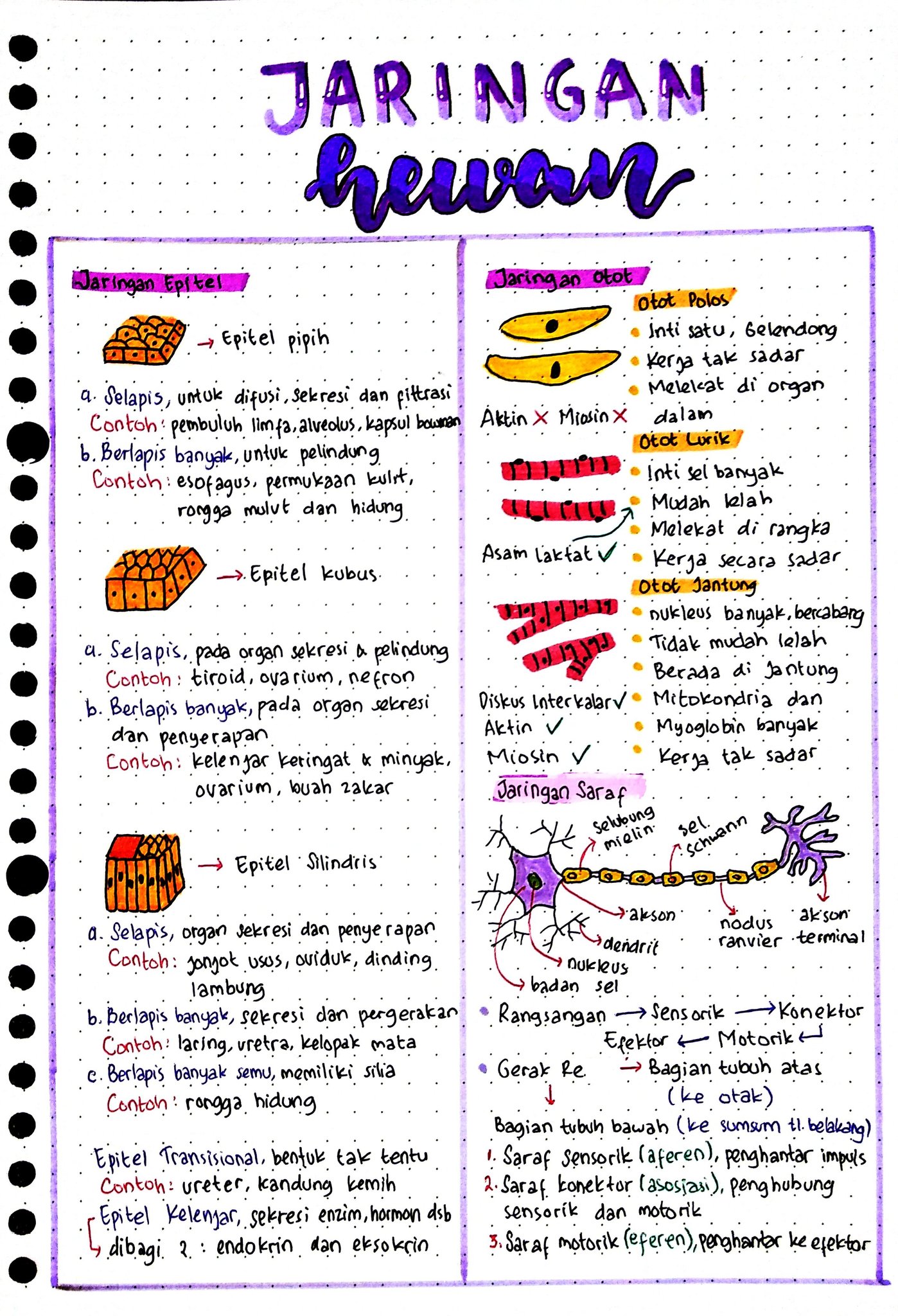 Detail Contoh Jaringan Otot Nomer 42