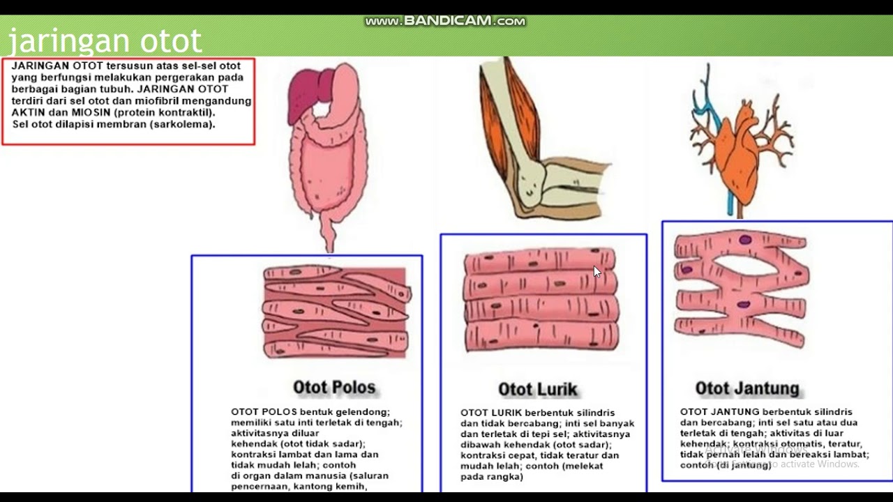 Detail Contoh Jaringan Otot Nomer 10