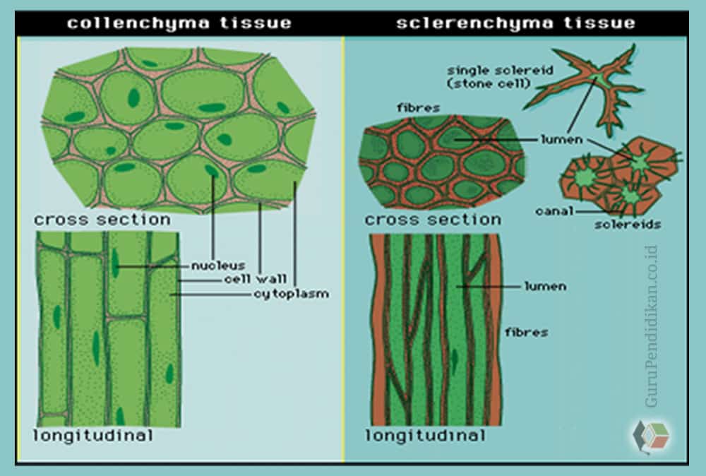 Detail Contoh Jaringan Parenkim Nomer 12