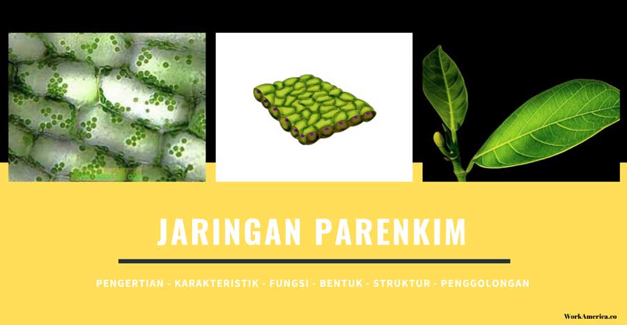 Detail Contoh Jaringan Parenkim Nomer 26