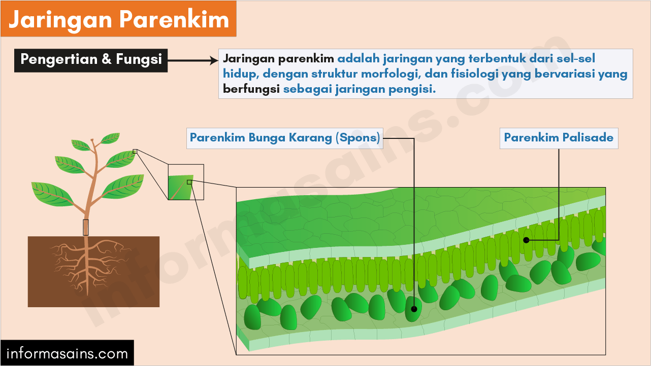 Detail Contoh Jaringan Parenkim Nomer 49