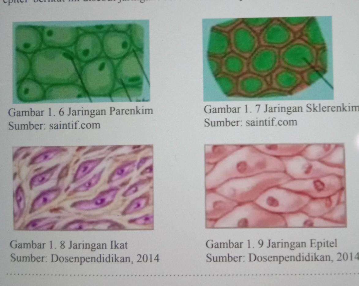 Detail Contoh Jaringan Parenkim Nomer 50