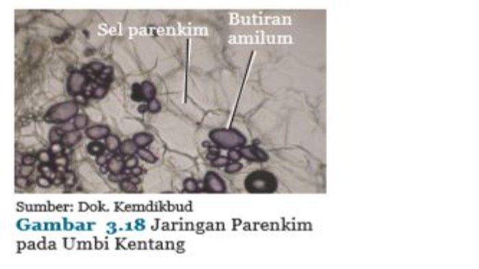 Detail Contoh Jaringan Parenkim Nomer 51