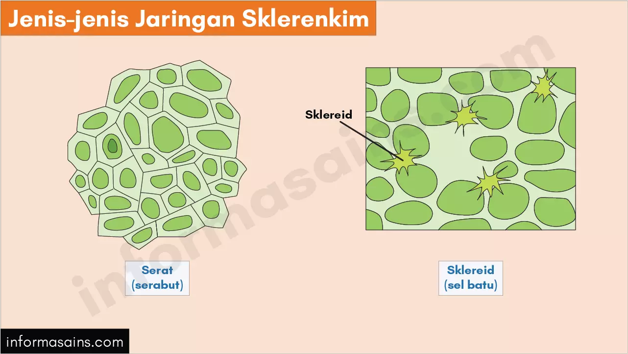 Detail Contoh Jaringan Parenkim Nomer 54