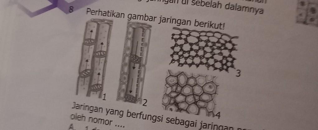 Detail Contoh Jaringan Penyokong Nomer 29