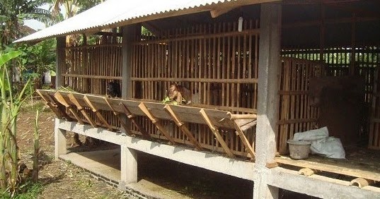 Detail Contoh Kandang Kambing Dari Bambu Nomer 21