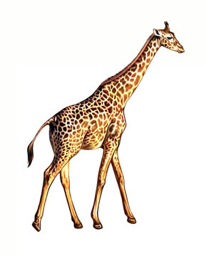 Detail Giraffa Camelopardalis Nomer 6