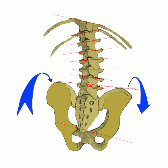 Detail Medizinisch Bein Knochen Nomer 16