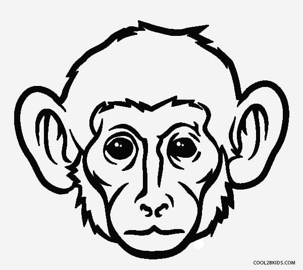 Detail Schimpansen Bilder Zum Drucken Nomer 23