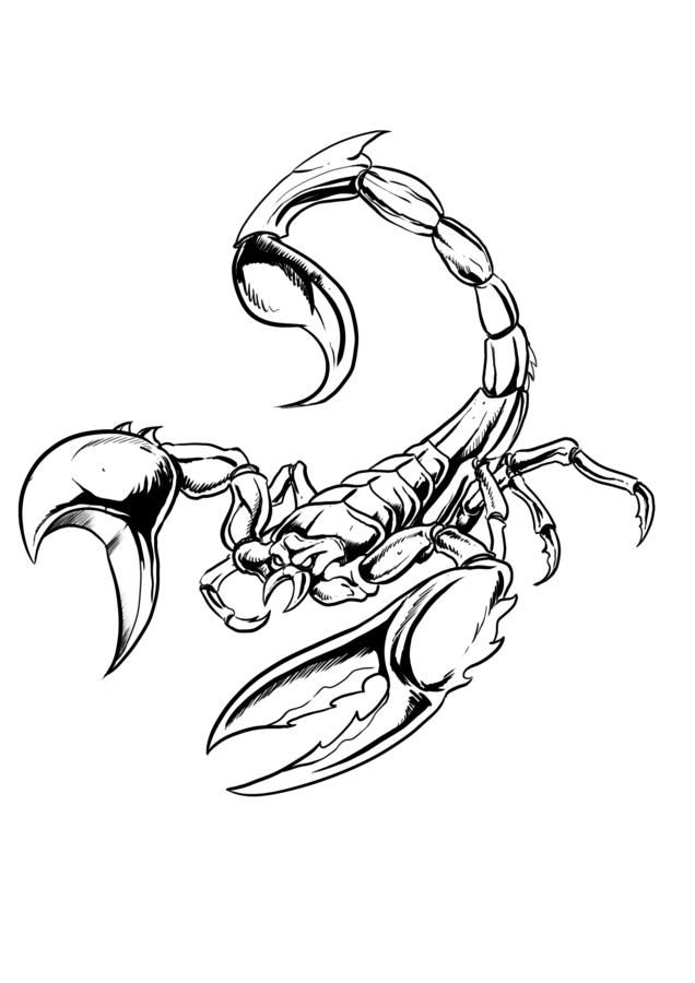 Detail Skorpion Skizze Nomer 6