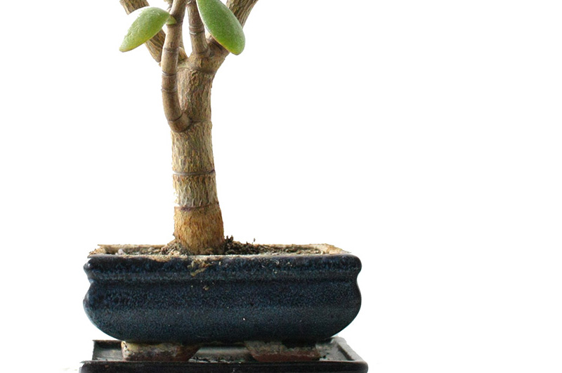 Detail Tanne Bonsai Nomer 6