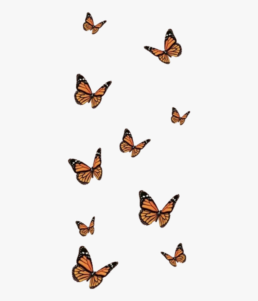 Detail Transparent Wallpaper Nomer 6
