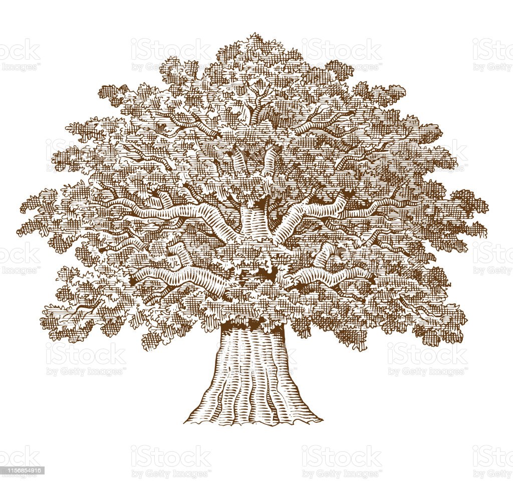 Detail Gambar Ilustrasi Pohon Nomer 40