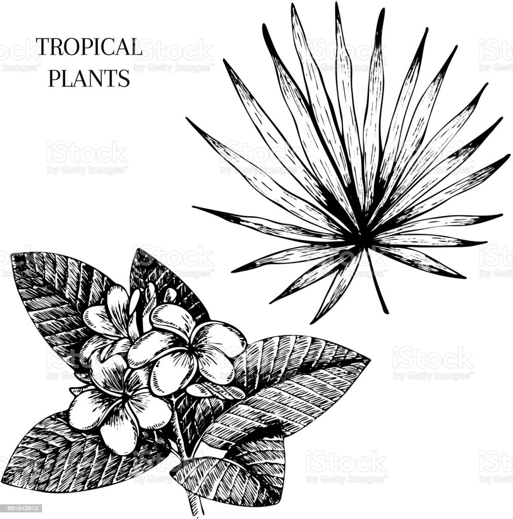 Detail Gambar Ilustrasi Tanaman Bunga Nomer 20