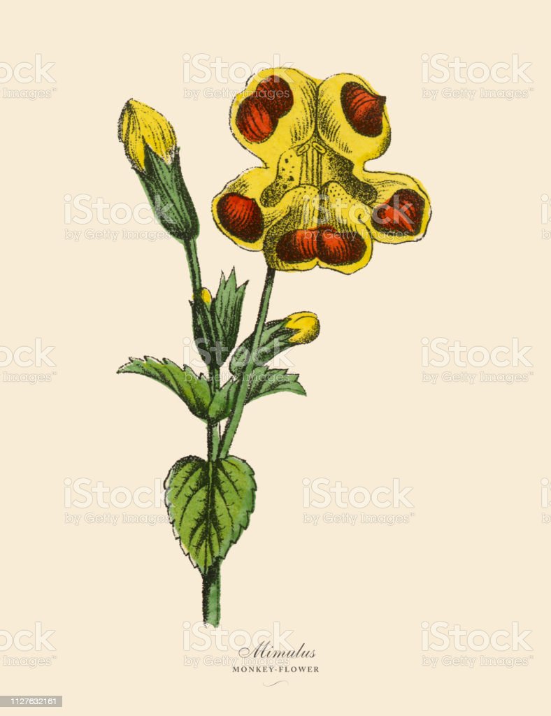 Detail Gambar Ilustrasi Tanaman Bunga Nomer 39