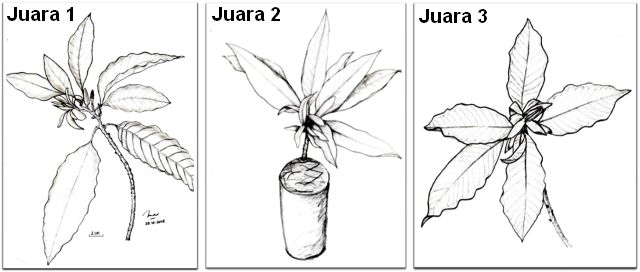 Detail Gambar Ilustrasi Tumbuhan Nomer 24